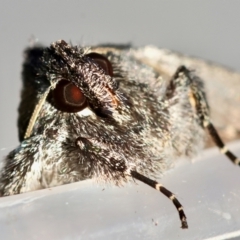 Praxis edwardsii at Broulee Moruya Nature Observation Area - suppressed