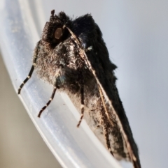 Praxis edwardsii at Broulee Moruya Nature Observation Area - suppressed