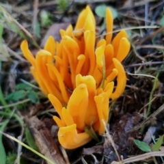 Clavulinopsis corallinorosacea (Clavulinopsis corallinorosacea) at Bodalla, NSW - 17 May 2024 by Teresa