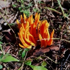 Clavulinopsis corallinorosacea at Bodalla, NSW - 17 May 2024 09:55 AM