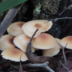 Unidentified Cap on a stem; gills below cap [mushrooms or mushroom-like] at Mittagong - 16 May 2024 by SandraH
