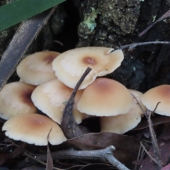 Unverified Cap on a stem; gills below cap [mushrooms or mushroom-like] at Wingecarribee Local Government Area - 16 May 2024 by SandraH