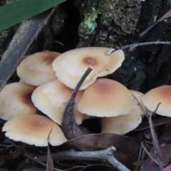 Unidentified Cap on a stem; gills below cap [mushrooms or mushroom-like] at Mittagong, NSW - 16 May 2024 by SandraH