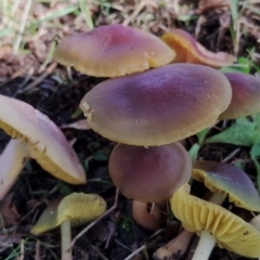 Unidentified Cap on a stem; gills below cap [mushrooms or mushroom-like] at Bodalla, NSW - 17 May 2024 by Teresa