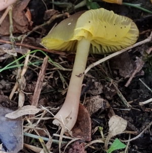 Hygrocybe sp. at Bodalla, NSW - 17 May 2024