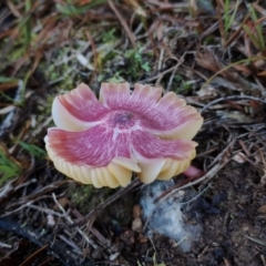 Unidentified Cap on a stem; gills below cap [mushrooms or mushroom-like] at Bodalla, NSW - 16 May 2024 by Teresa