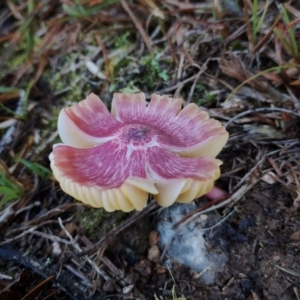 Unidentified Cap on a stem; gills below cap [mushrooms or mushroom-like] at Bodalla, NSW by Teresa