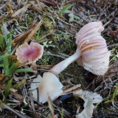 Hygrocybe sp. at Bodalla, NSW - suppressed