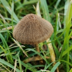 Unidentified Cap on a stem; gills below cap [mushrooms or mushroom-like] at Bodalla, NSW - 17 May 2024 by Teresa
