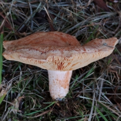 Unidentified Cap on a stem; gills below cap [mushrooms or mushroom-like] at Bodalla, NSW - 16 May 2024 by Teresa