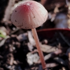 Unidentified Cap on a stem; gills below cap [mushrooms or mushroom-like] at Bodalla, NSW - 17 May 2024 by Teresa