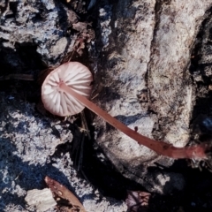 Mycena sp. at Bodalla, NSW - 17 May 2024 10:05 AM