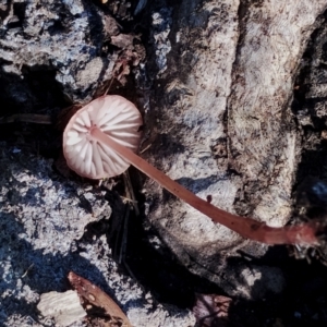 Mycena sp. at Bodalla, NSW - 17 May 2024 10:05 AM