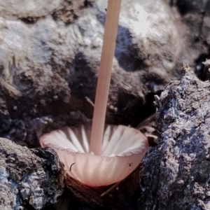 Mycena sp. (genus) at Bodalla, NSW - 17 May 2024 10:05 AM