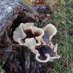 Unidentified Cap on a stem; gills below cap [mushrooms or mushroom-like] at Bodalla, NSW - 17 May 2024 by Teresa