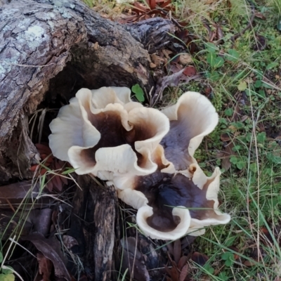 Omphalotus nidiformis at Bodalla, NSW - 17 May 2024 by Teresa