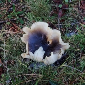 Omphalotus nidiformis at Bodalla, NSW - suppressed