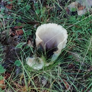 Omphalotus nidiformis at Bodalla, NSW - suppressed