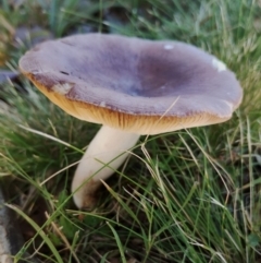 Russula sp. at Bodalla, NSW - 16 May 2024 by Teresa