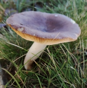 Russula sp. (genus) at Bodalla, NSW - 17 May 2024