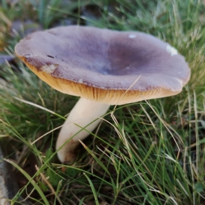 Unidentified Cap on a stem; gills below cap [mushrooms or mushroom-like] at Bodalla, NSW - 16 May 2024 by Teresa