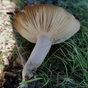 Russula sp. (genus) at Bodalla, NSW - 17 May 2024