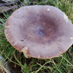 Russula sp. (genus) at Bodalla, NSW - 17 May 2024