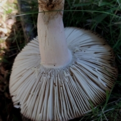 Russula sp. (genus) at Bodalla, NSW - 17 May 2024