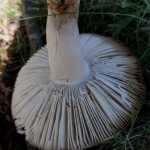 Russula sp. (genus) at Bodalla, NSW - 17 May 2024