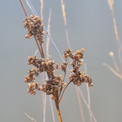 Juncus sp. (A Rush) at Mount Mugga Mugga - 18 May 2024 by Mike