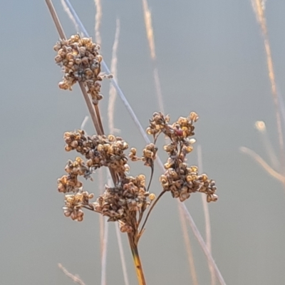 Juncus pallidus at O'Malley, ACT - 18 May 2024 by Mike