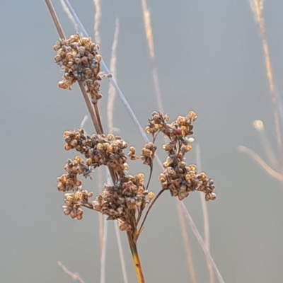 Juncus (genus) (A Rush) at Mount Mugga Mugga - 18 May 2024 by Mike