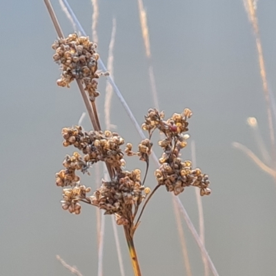 Juncus pallidus at Mount Mugga Mugga - 18 May 2024 by Mike