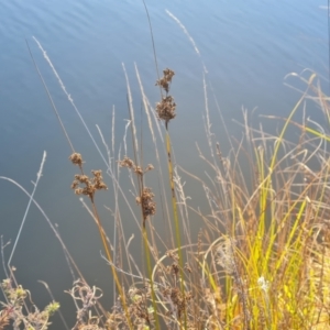 Juncus sp. at Mount Mugga Mugga - 18 May 2024 04:13 PM