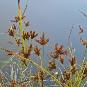 Cyperus exaltatus at Mount Mugga Mugga - 19 May 2024 12:12 PM