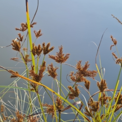 Cyperus exaltatus (Tall Flat-sedge, Giant Sedge) at Mount Mugga Mugga - 18 May 2024 by Mike