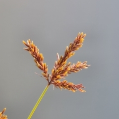 Cyperus exaltatus at Mount Mugga Mugga - 19 May 2024