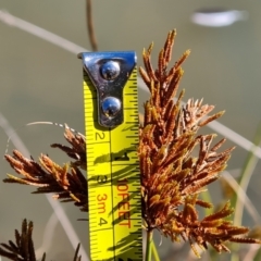 Cyperus exaltatus at Mount Mugga Mugga - 19 May 2024 12:12 PM