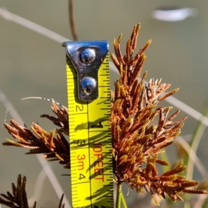 Cyperus exaltatus at Mount Mugga Mugga - 19 May 2024