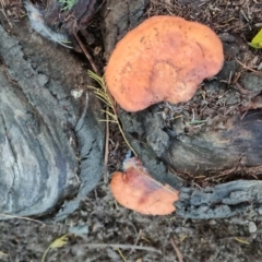 Unidentified Pored or somewhat maze-like on underside [bracket polypores] at O'Malley, ACT - 18 May 2024 by Mike