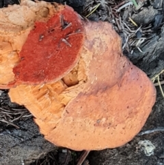 Trametes coccinea at O'Malley, ACT - 18 May 2024 04:02 PM