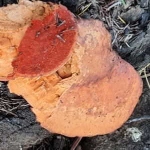 Trametes coccinea at O'Malley, ACT - 18 May 2024 04:02 PM