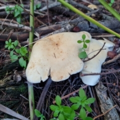 Unidentified Cap on a stem; gills below cap [mushrooms or mushroom-like] at O'Malley, ACT - 18 May 2024 by Mike