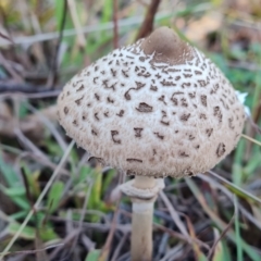 Unidentified Cap on a stem; gills below cap [mushrooms or mushroom-like] at Mount Mugga Mugga - 18 May 2024 by Mike