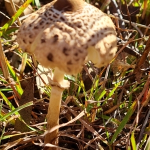 Macrolepiota clelandii at Mount Mugga Mugga - 19 May 2024