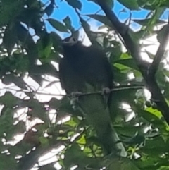 Sphecotheres vieilloti (Australasian Figbird) at Burnside, QLD - 18 May 2024 by clarehoneydove