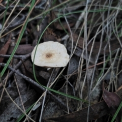 Lepiota sp. at Captains Flat, NSW - 18 May 2024 by Csteele4