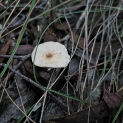 Lepiota sp. (Lepiota) at QPRC LGA - 18 May 2024 by Csteele4