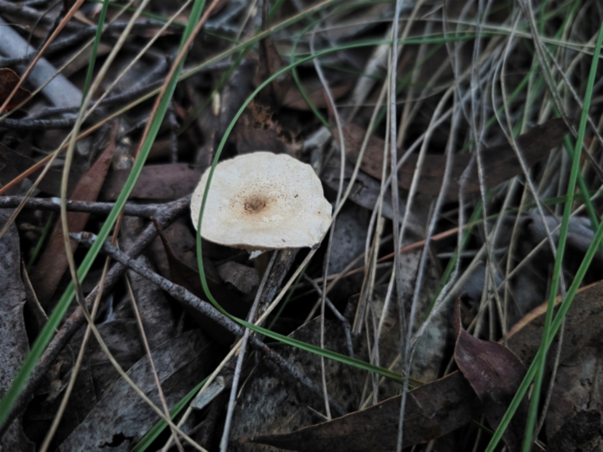 Lepiota sp. at QPRC LGA - Canberra & Southern Tablelands