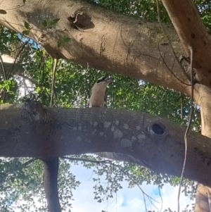 Dacelo novaeguineae (Laughing Kookaburra) at Burnside, QLD by clarehoneydove